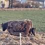 Highland Cattel zu verkaufen (Bio) - Bild 3