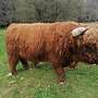 Highland Cattle, Bulle, Hochlanrind - Bild 3