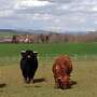 Highland Cattel zu verkaufen (Bio) - Bild 4