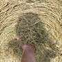 Heu, Pferdeheu, 1. Schnitt 2024,  Rundballen 1,6m  - Bild 3