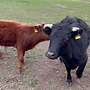 Herdbuch Dexterkuh  (geb. 21) mit ihrem Bullenkalb aus 2023 - Bild 3