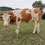 Fleckvieh Fleisch - Bild 2