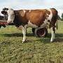 Fleckvieh Fleisch - Bild 3