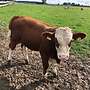 Bullenfresser,Fleckvieh/Fleischrassenkreuzungen,Futtervieh und Milchvieh - Bild 2