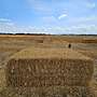 Heu - Stroh - Luzerne - Siloballen - Heulage BIO - Bild 3
