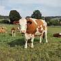 Fleckvieh Fleisch - Bild 5