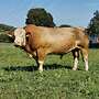 Fleckvieh Fleisch - Bild 6