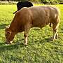 Angus Jungbullen Bio - Bild 2