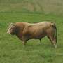 Charolais/Limousin/Fleisch/Fleck - Bild 8