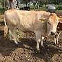 Bullenfresser,Fleckvieh/Fleischrassenkreuzungen,Futtervieh und Milchvieh - Bild 5
