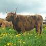 Highland Cattle Rinder Absetzer  - Bild 2