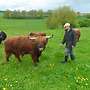 Highland Cattle Rinder Absetzer  - Bild 4