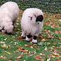 Valais Black Nase sheep - Bild 2