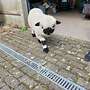 Valais Black Nase sheep - Bild 4