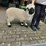 Valais Black Nase sheep - Bild 5