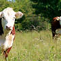 34 Purebred Hereford pregnant heifers for sale from one of the nicest hungarian farm - Bild 2