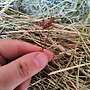Warmluft getrocknetes Heu  - Bild 2