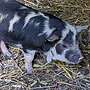 Schweine aus robuster Freilandhaltung  - Bild 5