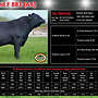 tragende Aberdeen Angus Kuh mit Kuhkalb (Herdbuch) - Bild 2