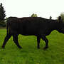 tragende Aberdeen Angus Kuh mit Kuhkalb (Herdbuch) - Bild 4