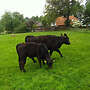 tragende Aberdeen Angus Kuh mit Kuhkalb (Herdbuch) - Bild 5