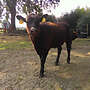 tragende Aberdeen Angus Kuh mit Kuhkalb (Herdbuch) - Bild 6