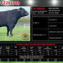 tragende Aberdeen Angus Kuh mit Kuhkalb (Herdbuch) - Bild 3