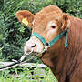 Limousin HB Zuchtbulle zu verkaufen - Bild 2