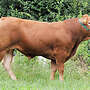 Limousin HB Zuchtbulle zu verkaufen - Bild 3