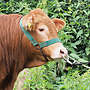 Limousin HB Zuchtbulle zu verkaufen - Bild 4