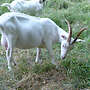 Milchziegen/WDE-Ziegen/Landschaftspfleger - Bild 2