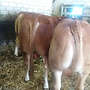Genetisch hornlose Limousin Deckbullen  - Bild 2