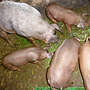 Duroceberferkel und Durocjungschwein - Bild 2