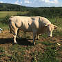 Bio Zuchtbulle abzugeben  - Bild 2