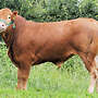 Limousin HB Zuchtbulle zu verkaufen - Bild 2