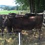 100 % Fullbolld Wagyu weibl - Bild 2