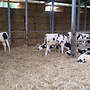 Männliche schwarzbunte Holsteinfresser   - Bild 2