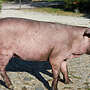 Zuchtläufer Iberico x Duroc - Bild 5