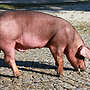 Duroc-Eber reinrassig - Bild 3