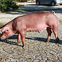 Duroc-Eber reinrassig - Bild 4