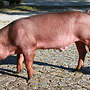 Duroc-Eber reinrassig - Bild 2