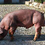 Duroc-Eber reinrassig - Bild 6