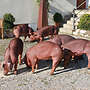 Duroc Zuchtläufer reinrassig - Bild 4