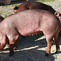 Duroc Zuchtläufer reinrassig - Bild 5