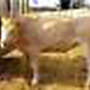 Blonde d’Aquitaine reinrassig und Fleischrindermischling Blonde, Charolais, Fleckvieh - Bild 5