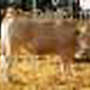 Blonde d’Aquitaine reinrassig und Fleischrindermischling Blonde, Charolais, Fleckvieh - Bild 4