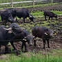 Wasserbüffel einzeln oder ganze Herde - Bild 2