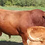 Limousin Deckbulle  - Bild 2