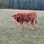 Limousin Absetzer - Bild 2