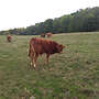 Limousin Absetzer - Bild 3
